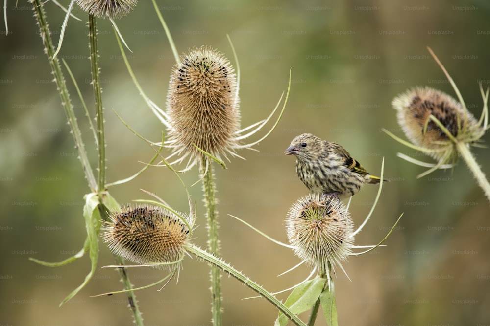 Beautiful juvenile Siskin bird Spinus Spinus on teasels in woodland landscape setting