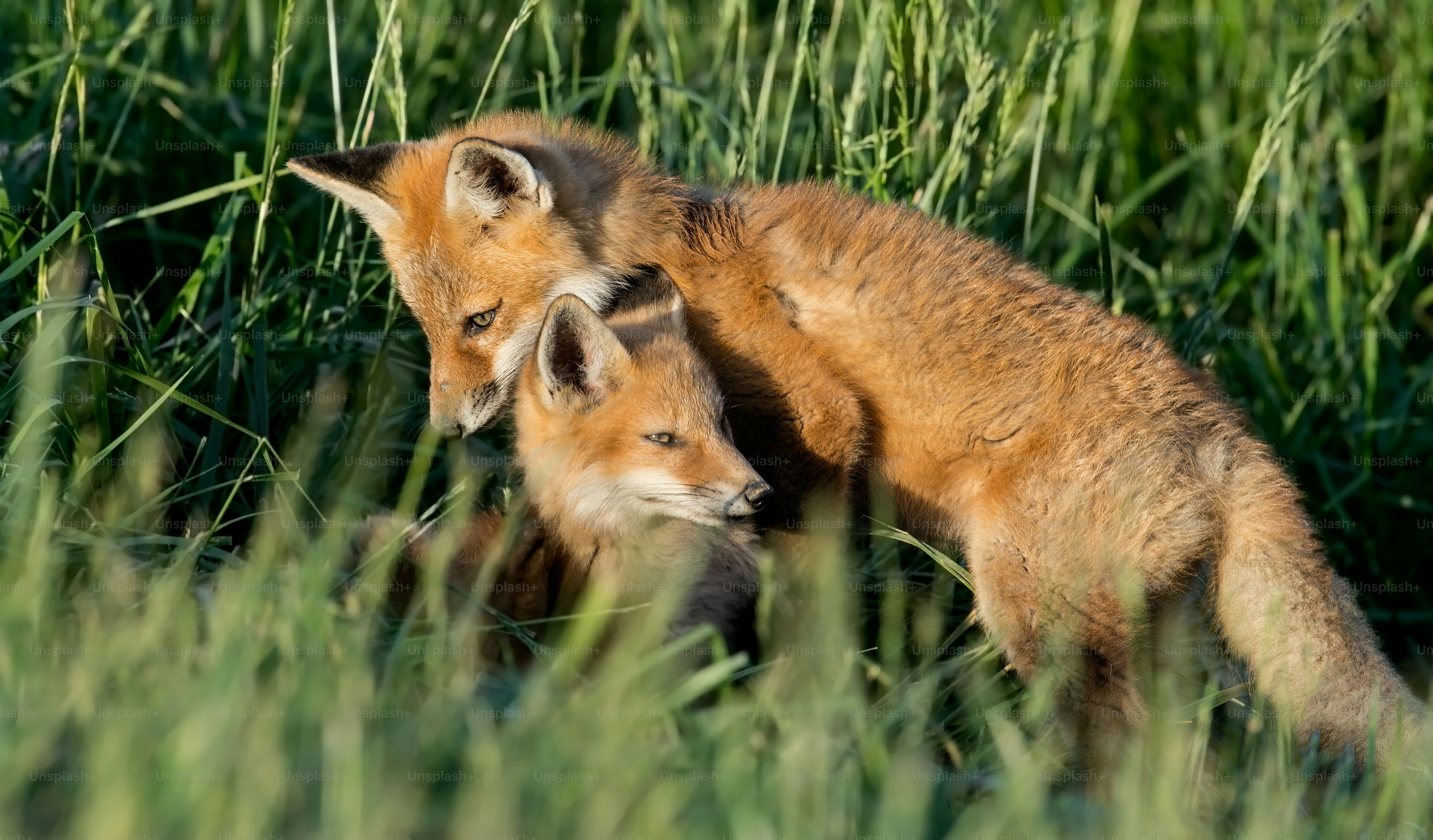 Uma raposa vermelha em Nova Jersey foto – Imagem sobre Animal na Unsplash, image size:3000x1758
