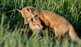 A red fox in New Jersey