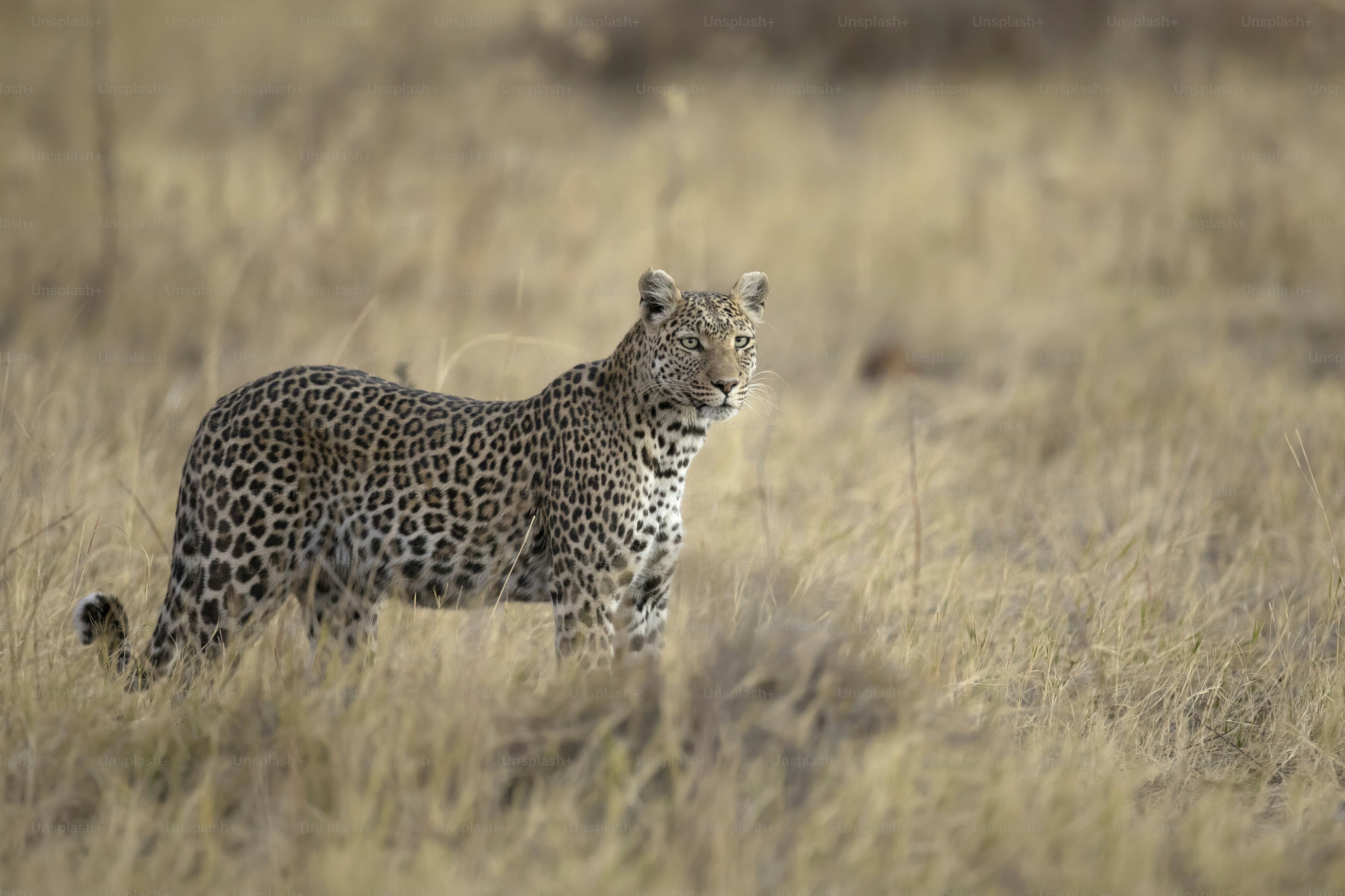 A Leopard in Chobe National Park, Botswana. photo – Spotted Image on ...
