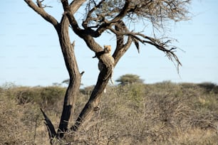 Leopardo em uma árvore