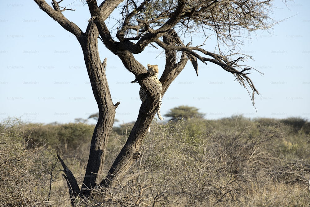 Leopard in a tree