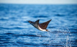 Mobula ray is jumps out of the water. Mexico. Sea of Cortez. California Peninsula . An excellent illustration.