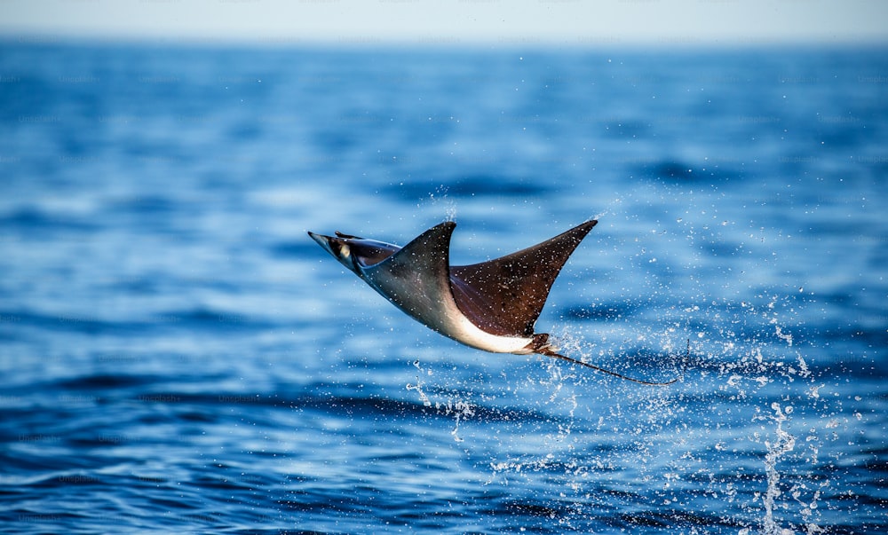 Mobula ray is jumps out of the water. Mexico. Sea of Cortez. California Peninsula . An excellent illustration.