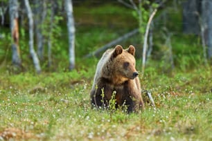 春に北欧の森で暮らすクマ