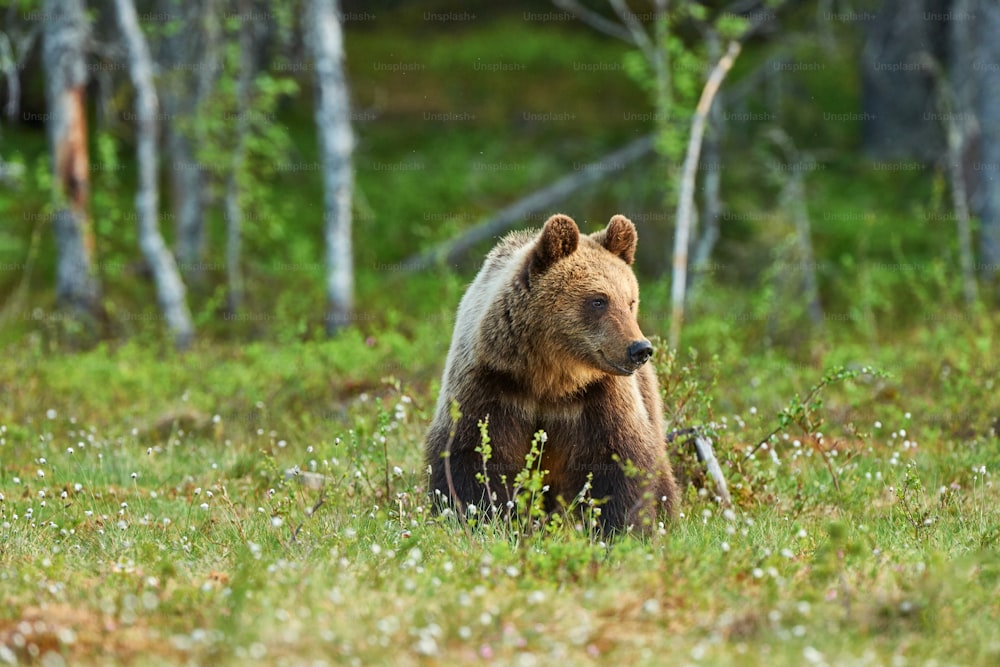 Urso em uma floresta no norte da Europa na primavera