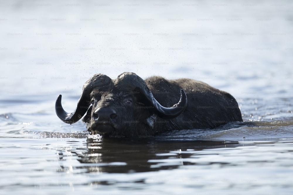 Ein Büffel wandert durch Wasser, Chobe Nationalpark, Botswana.