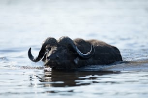 A buffalo walking through water, Chobe National Park, Botswana.