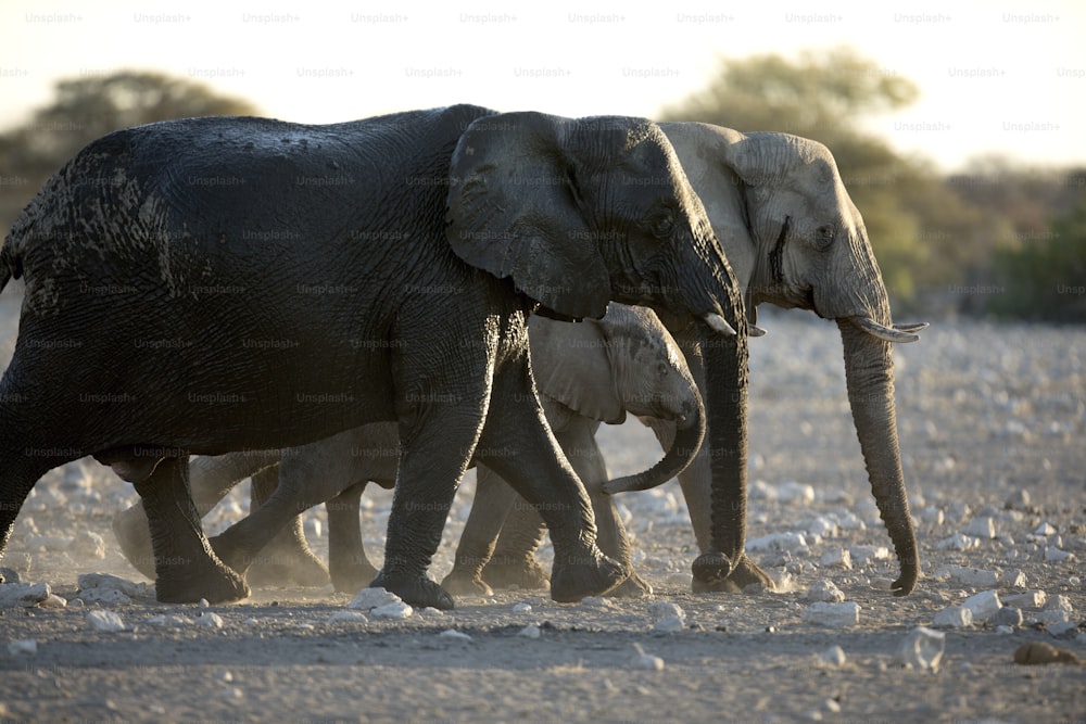 Manada de elefantes no Parque Nacional de Etosha, Namíbia.