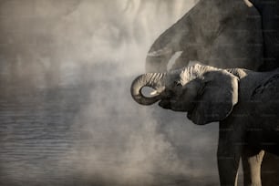 Elephant herd in Etosha National Park, Namibia.