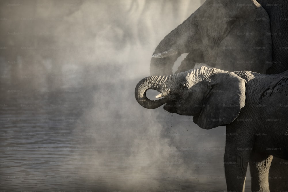 Elefantenherde im Etosha Nationalpark, Namibia.