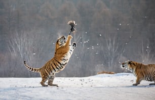 Le tigre de Sibérie (Amour) attrape sa proie en un saut. Prise de vue très dynamique. Chine. Harbin. Province de Mudanjiang. Parc Hengdaohezi. Parc des tigres de Sibérie. Hiver. Gel dur. (Panthera tgris altaica)