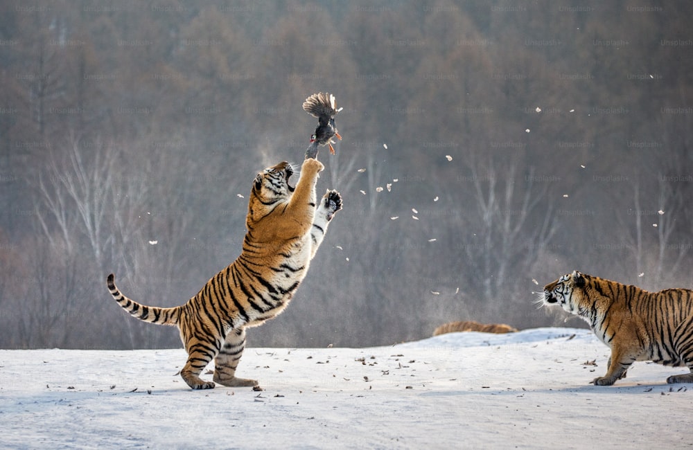 점프하는 시베리아 (아무르) 호랑이가 먹이를 잡습니다. 매우 역동적 인 샷. 중국. 하얼빈. 무단장 지방. 헝다오헤지 공원. 시베리아 호랑이 공원. 겨울. 단단한 서리. (표범 속 tgris altaica)
