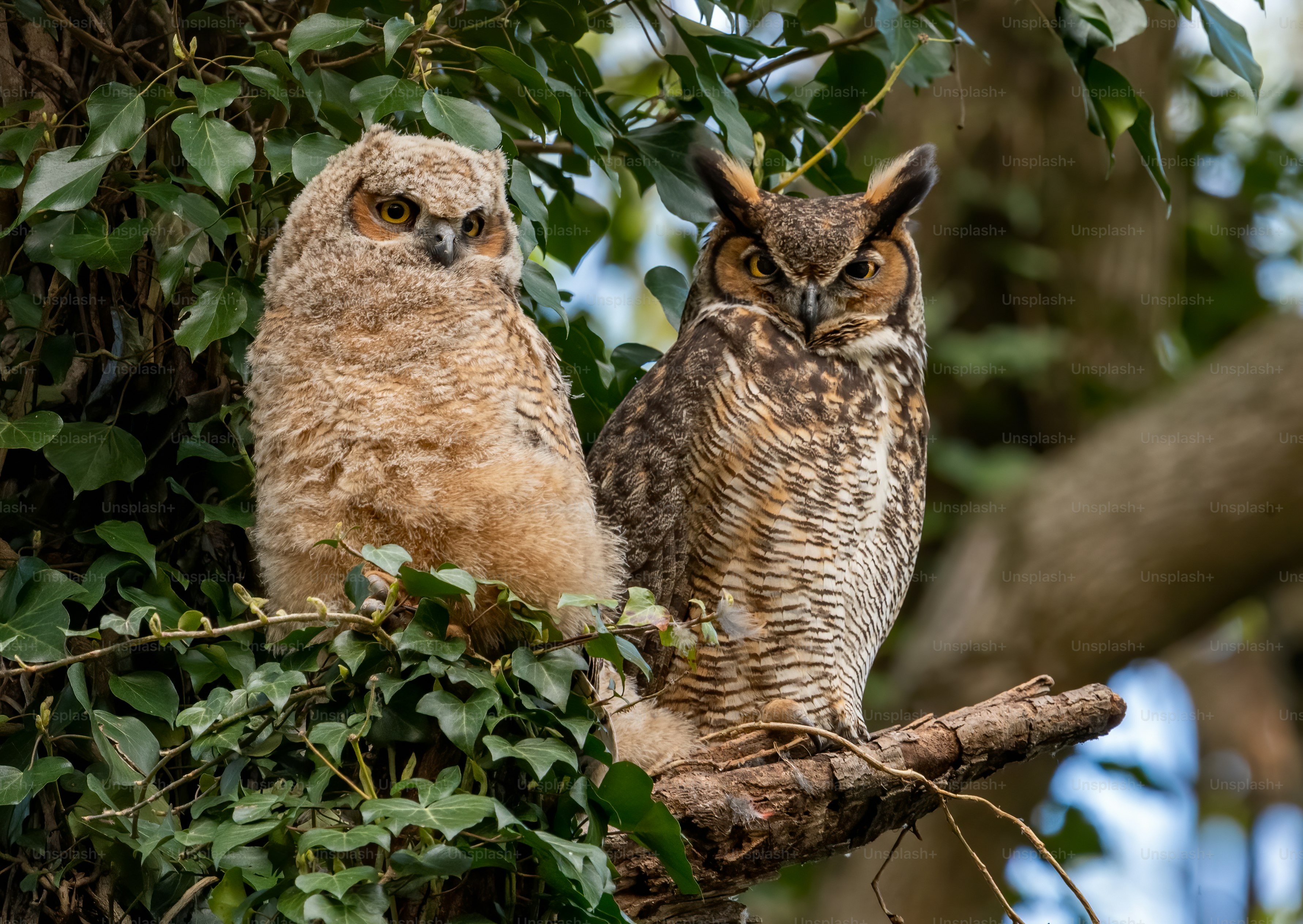A great horned owl in Florida photo Great horned owl Image on Unsplash