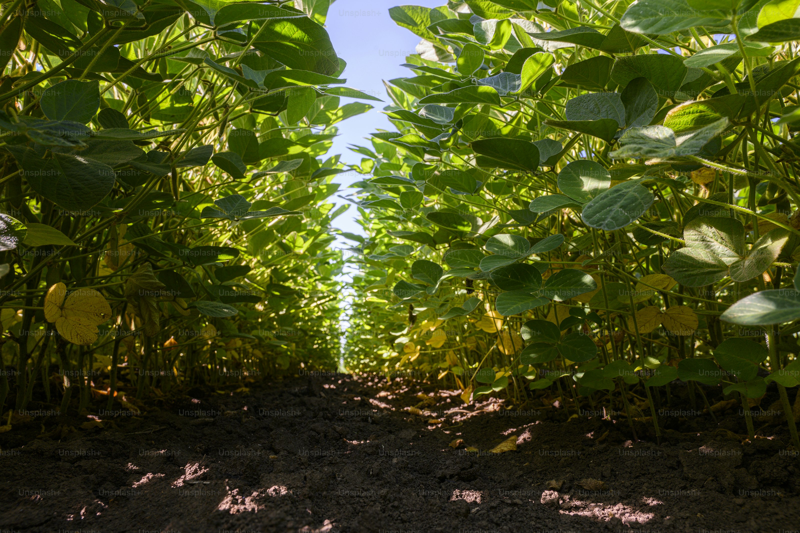 Young soybean plants growing in cultivated field