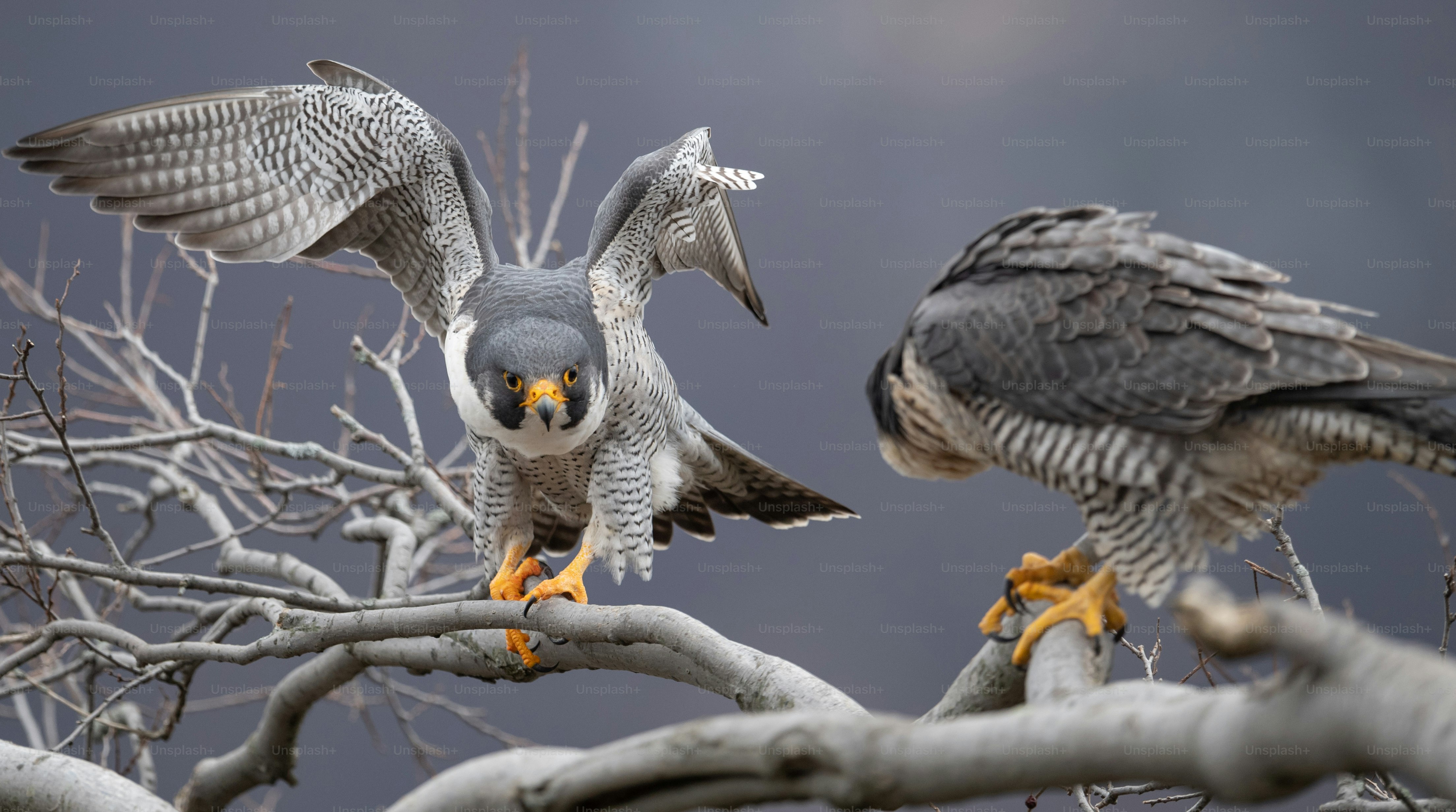 A peregrine falcon in New Jersey photo – Bird Image on Unsplash