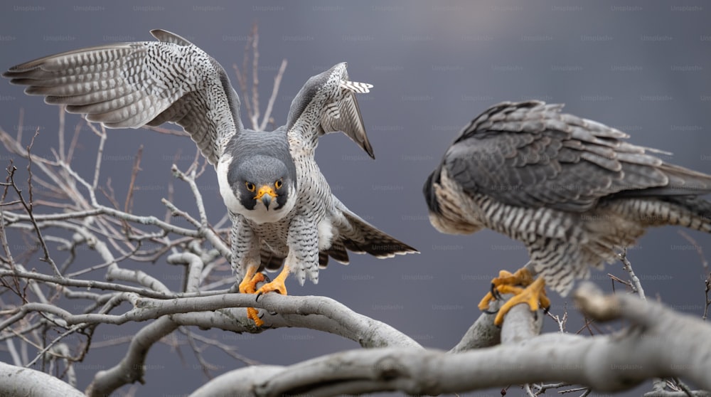 Un halcón peregrino en Nueva Jersey