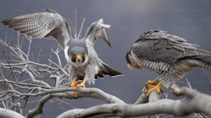 A peregrine falcon in New Jersey