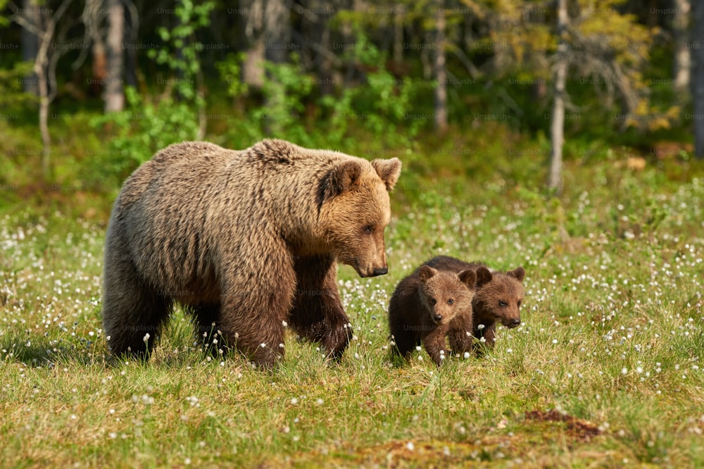 Mãe urso andando em taiga finlandesa com seus filhotes pequenos