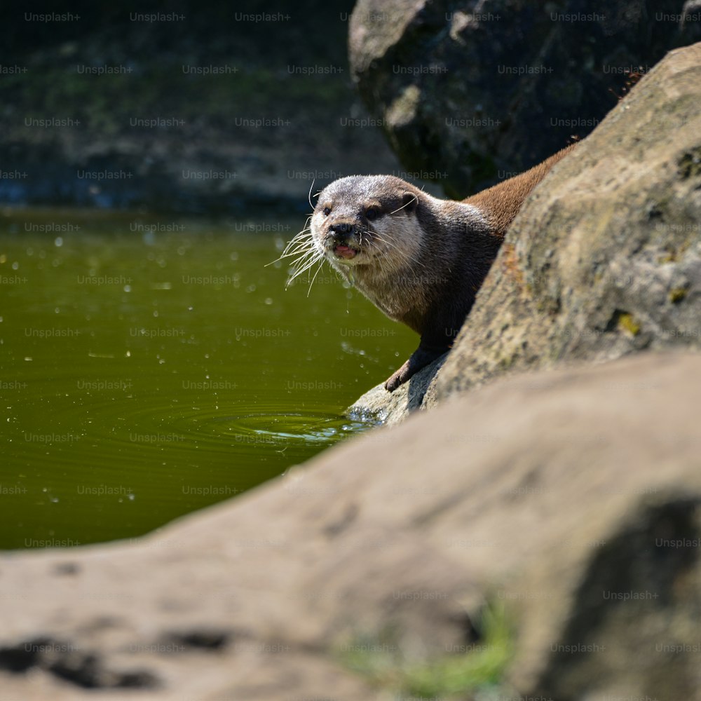 World's smallest Otter, Asian Small Clawed Otter Aonyx Cinerus on rocks in sunlight