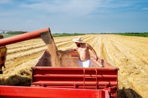 Shirtless farmer guy working with combine harvester in the red trailer in a wheat field.