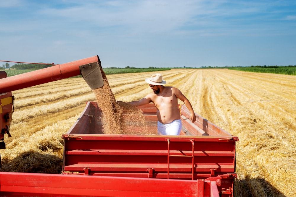 Shirtless farmer guy working with combine harvester in the red trailer in a wheat field.
