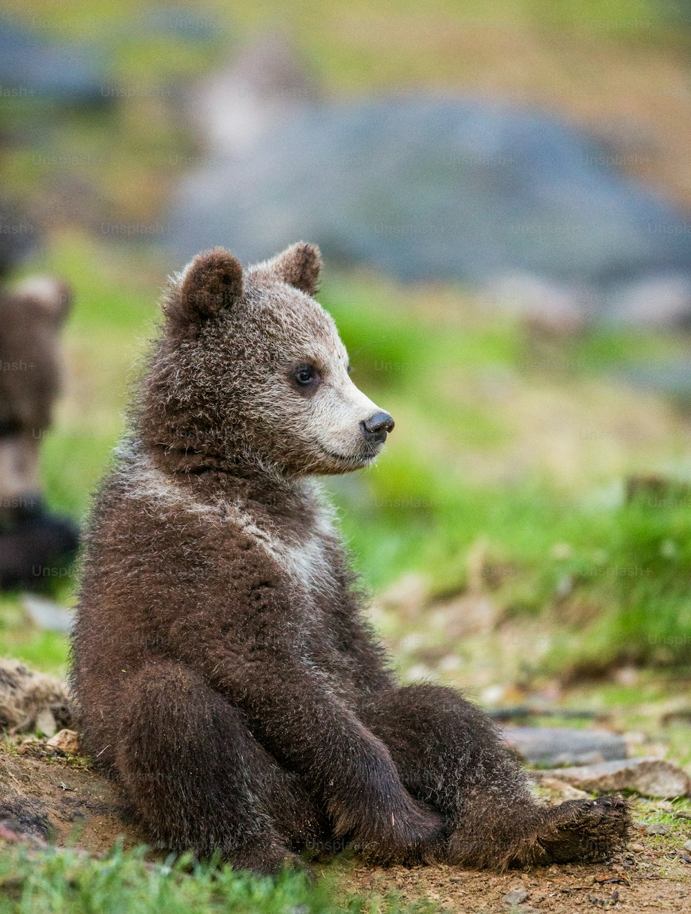 Il cucciolo di orso divertente si siede a terra nella foresta. Estate. Finlandia.