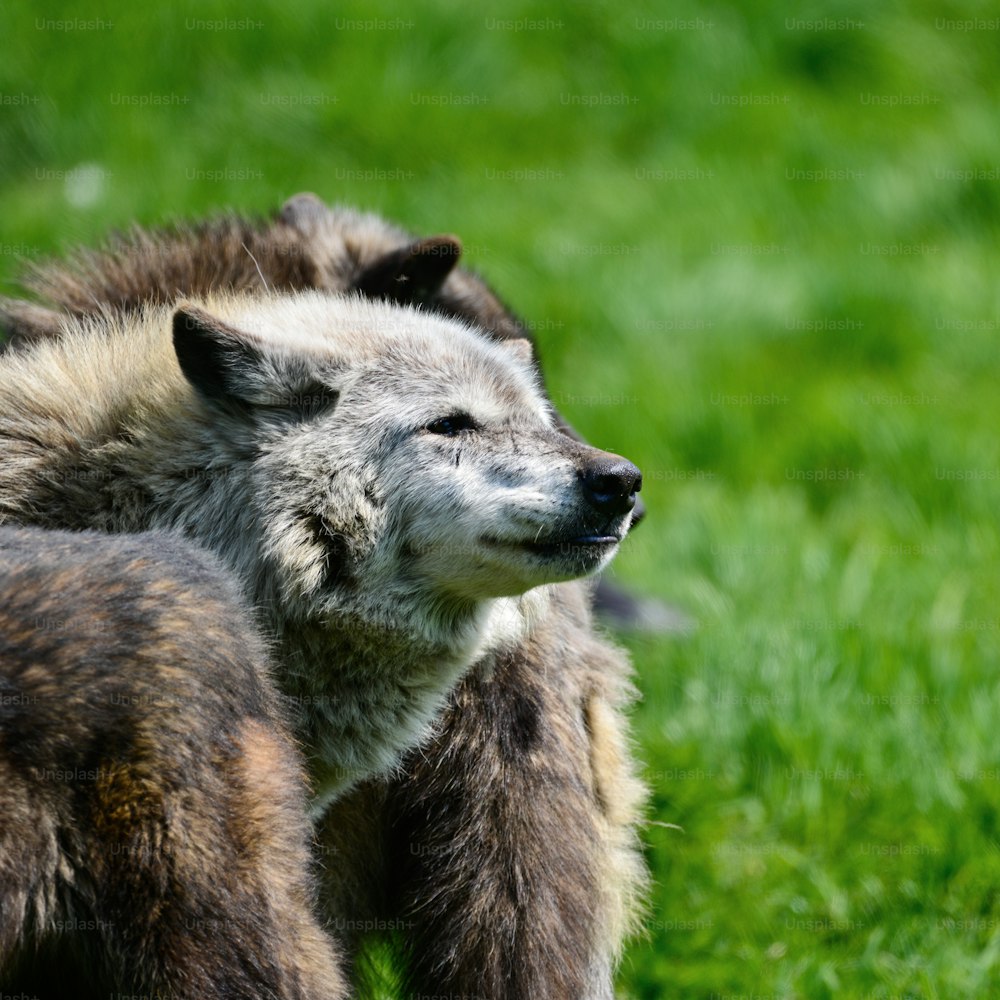 Schöne graue Timber Wolf Cnis Lupus beim Pirschen und Fressen in der Waldlichtungslandschaft
