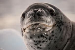 Una foca leopardo en la Antártida