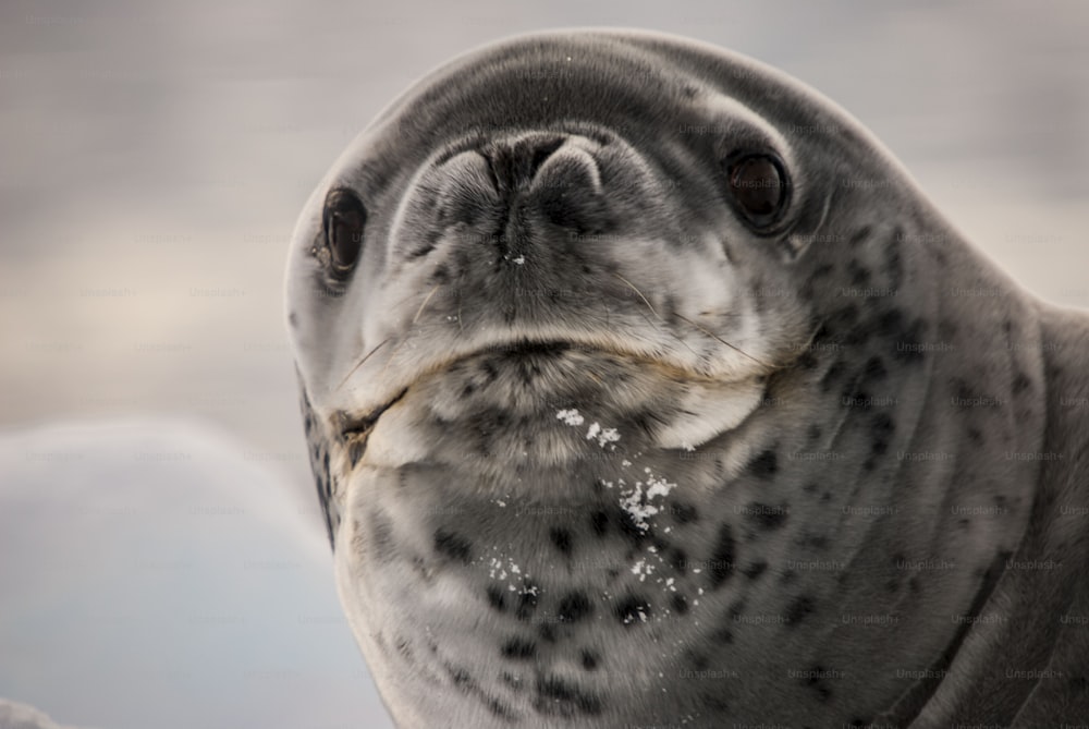 A leopard Seal in Antarctica