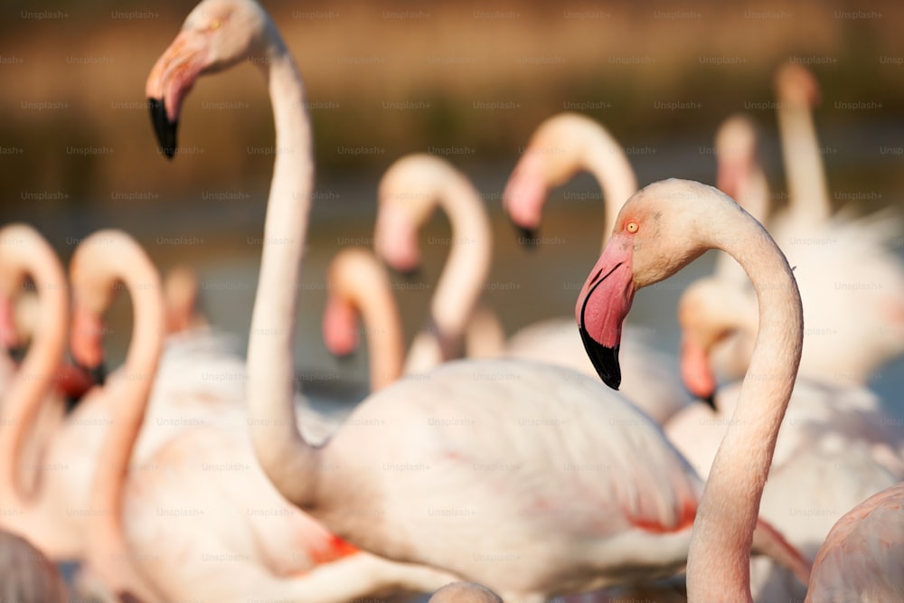 Closeup of greater Flamingo in between other flamingos