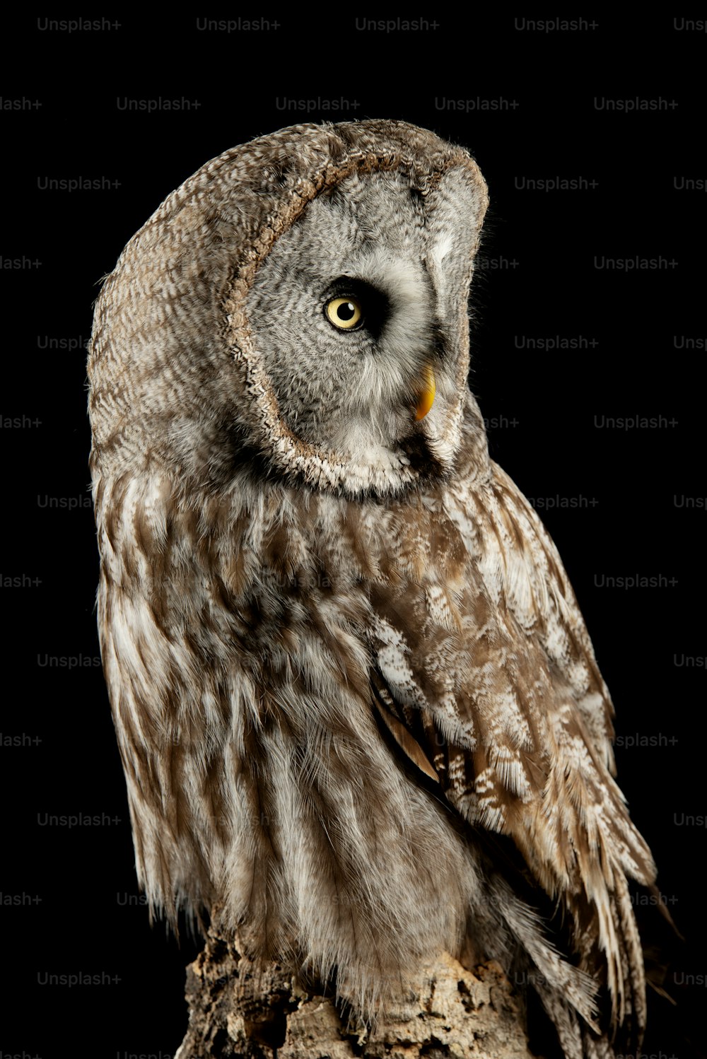 Beautiful portrait of Great Grey Owl Strix Nebulosa in studio setting on black background with dramatic lighting