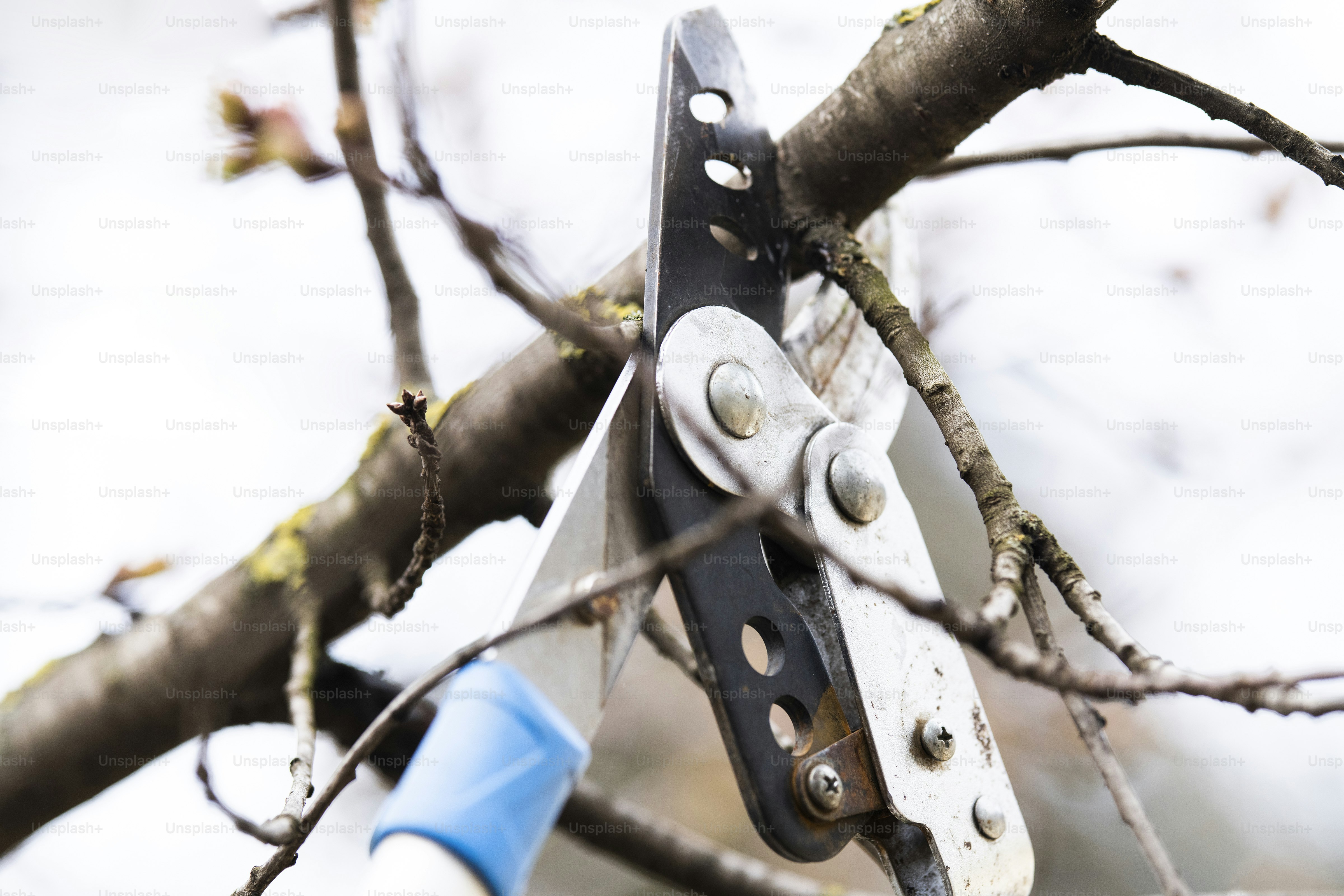 Pruning of century-old plane trees in Sète