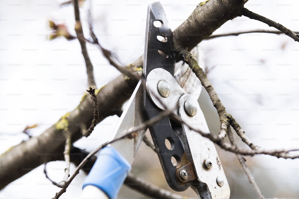 Pruning of trees with secateurs. Cutter, equipment.