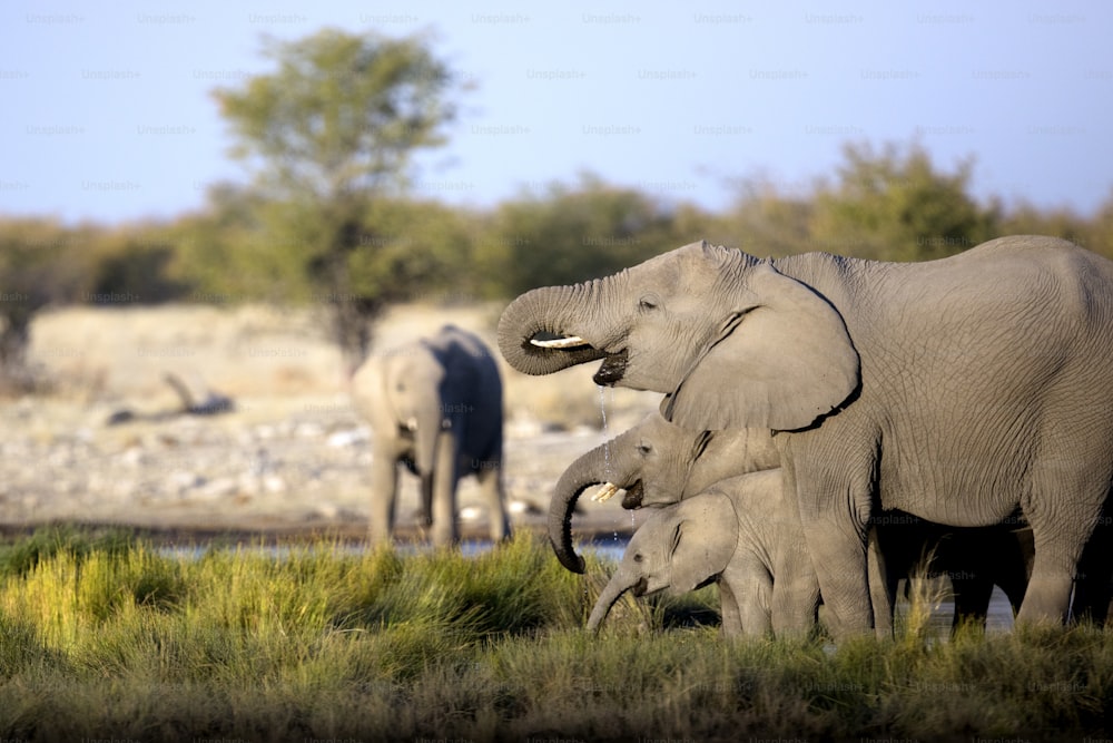 Elephant herd drinking at a water hole.