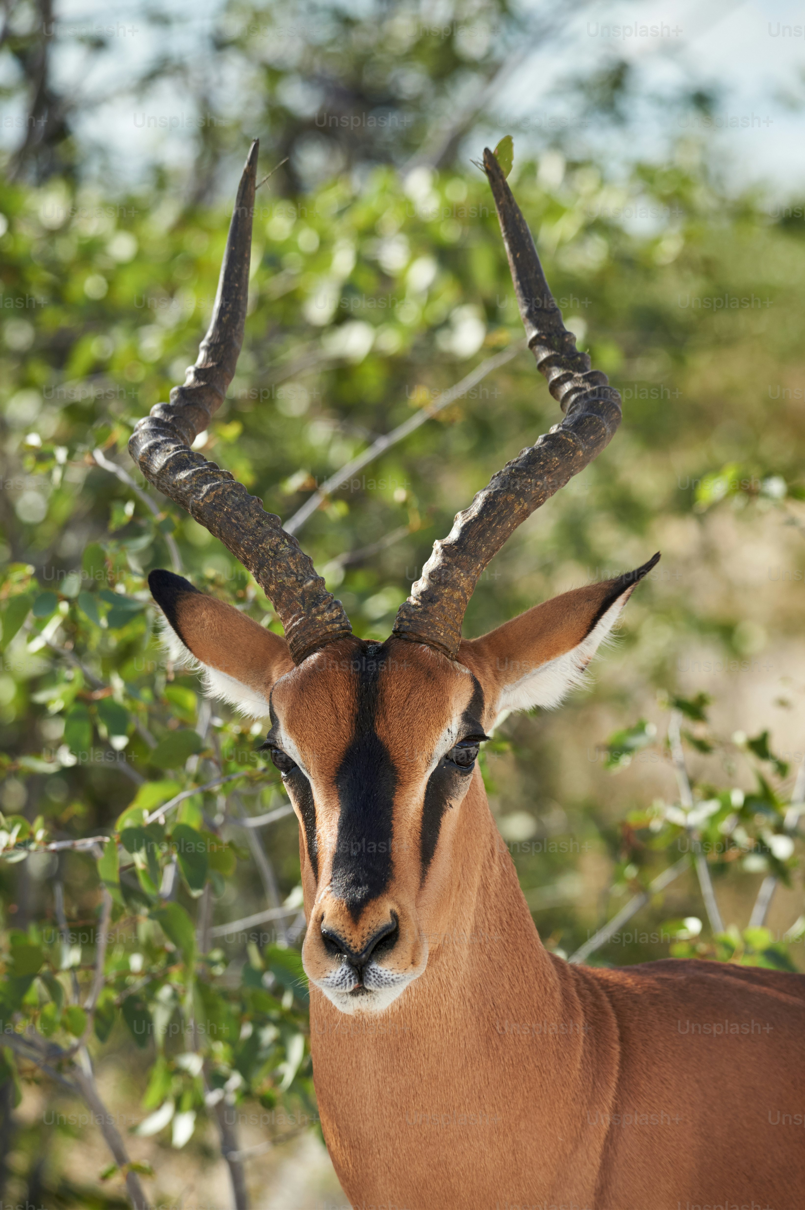 Retrato de un impala masculino de cara negra, fotografiado en Namibia
