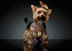 Studio shot of an adorable Yorkshire Terrier looking curiously at the camera with funny ponytail - isolated on grey background.
