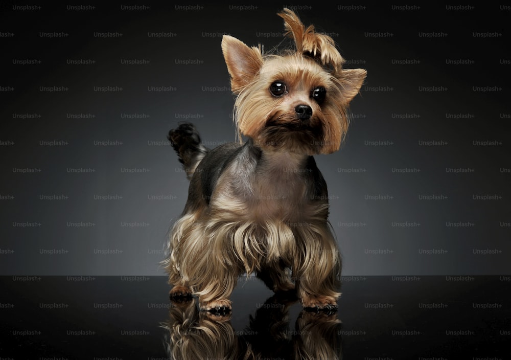 Studio shot of an adorable Yorkshire Terrier looking curiously at the camera with funny ponytail - isolated on grey background.