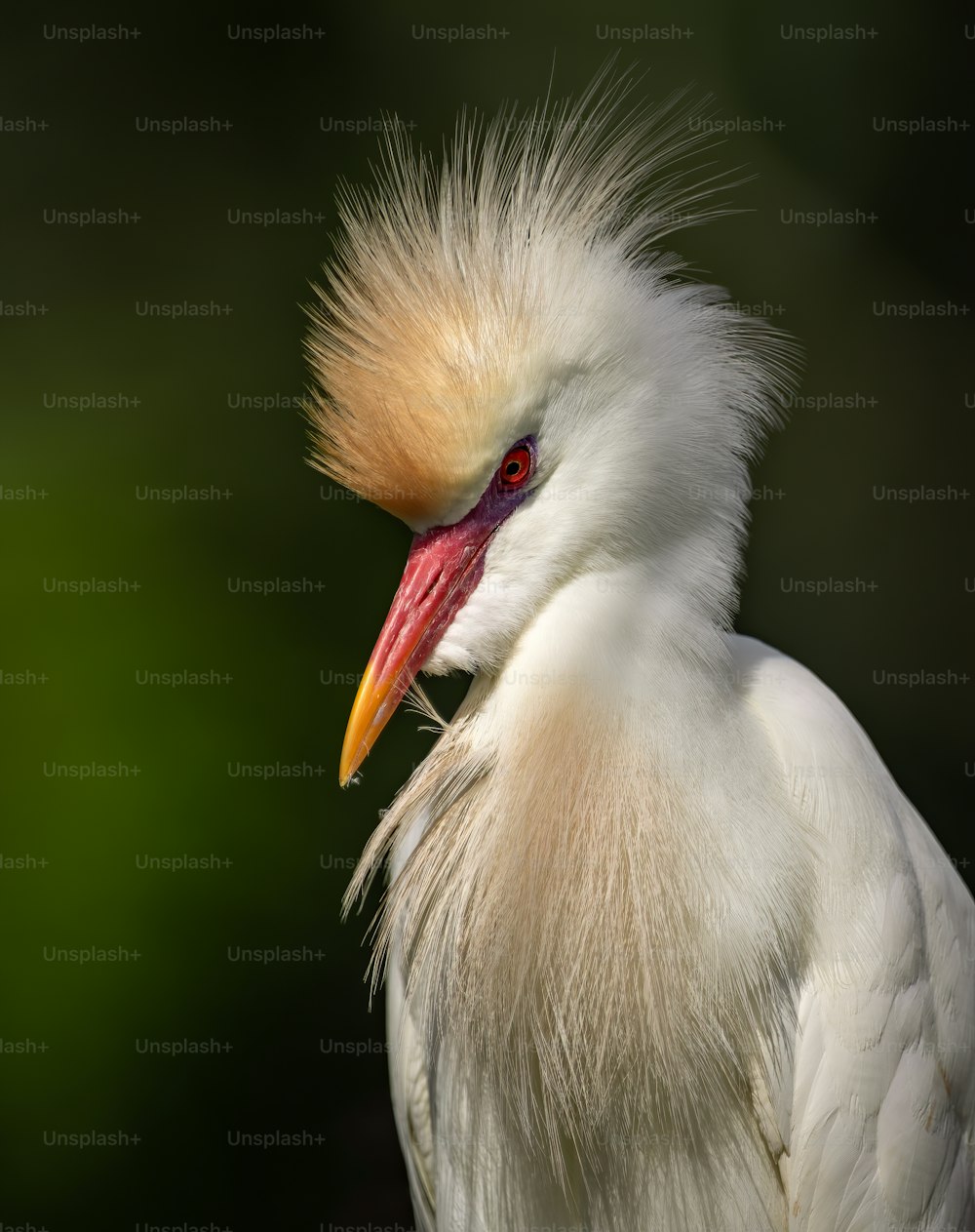 Cattle egret in Northern Florida