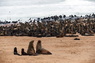 Grande colonia di pelliccia di foca all'incrocio del Capo in Namibia