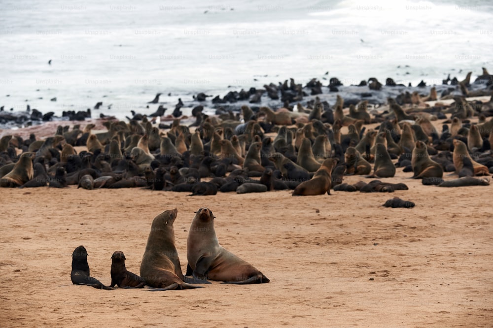 Gran colonia de pieles de foca en Cape Cross en Namibia