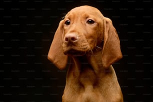 Very cute puppy hungarian Vizsla in the dark studio