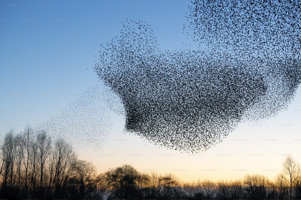 Beautiful large flock of starlings (Sturnus vulgaris), Geldermalsen in the Netherlands. During January and February, hundreds of thousands of starlings gathered in huge clouds.  Starling murmurations!