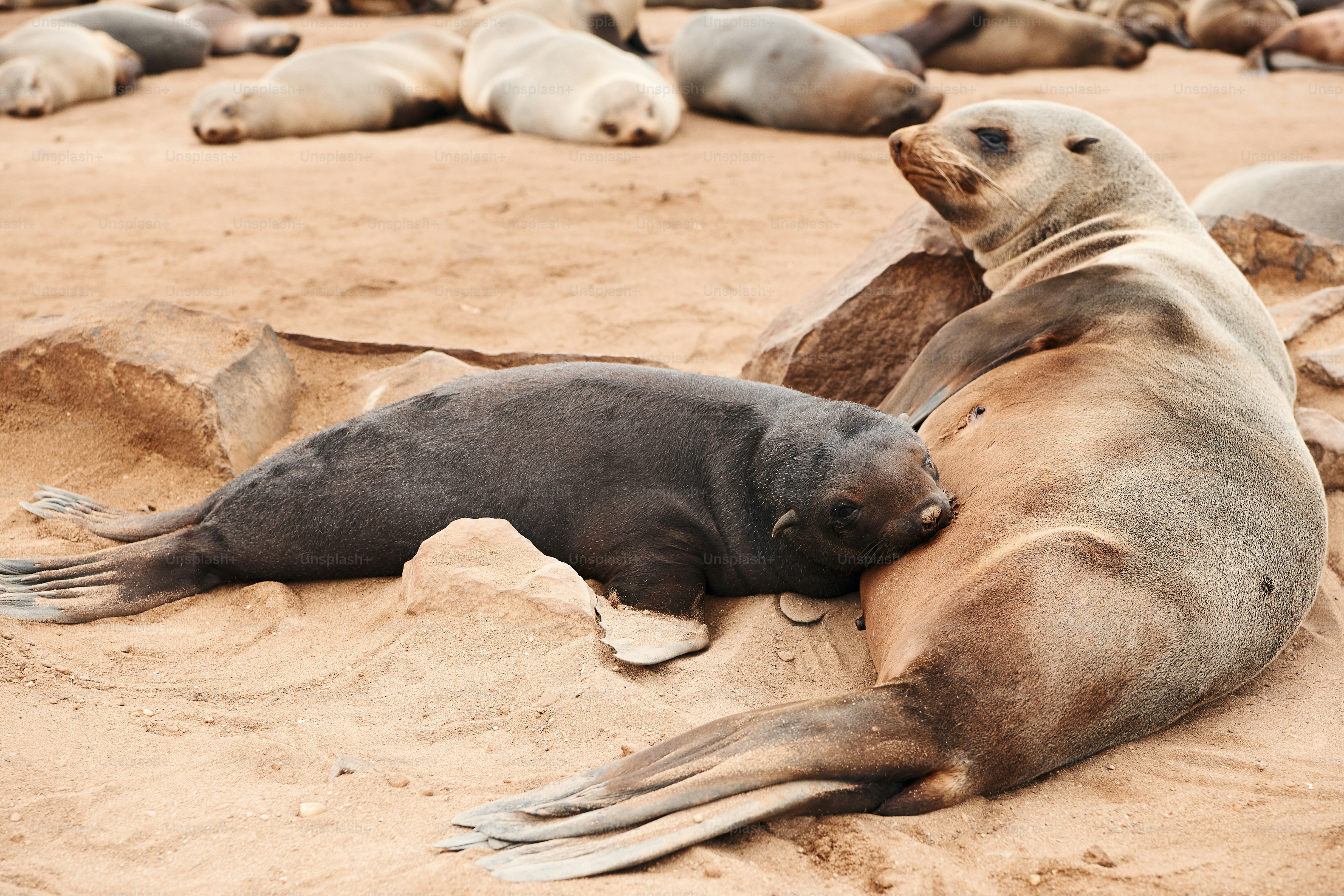 At Cape Cross a female seal fur is feeding her lovely cub.