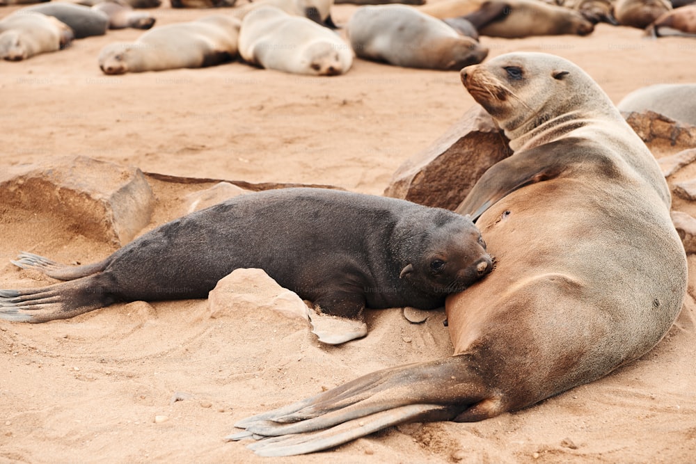 A Cape Cross una femmina di pelliccia di foca sta nutrendo il suo adorabile cucciolo.