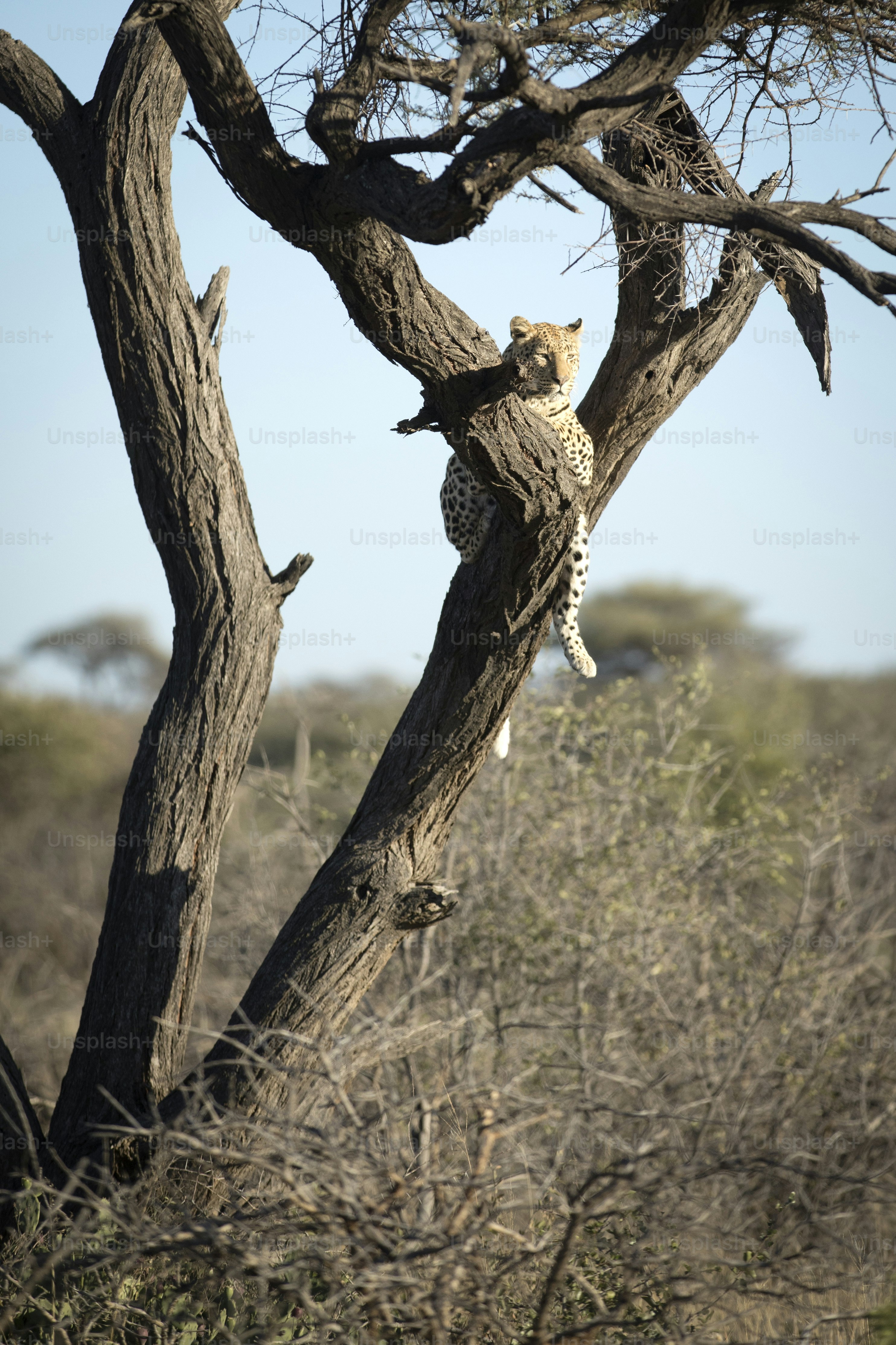 Leopard in a tree
