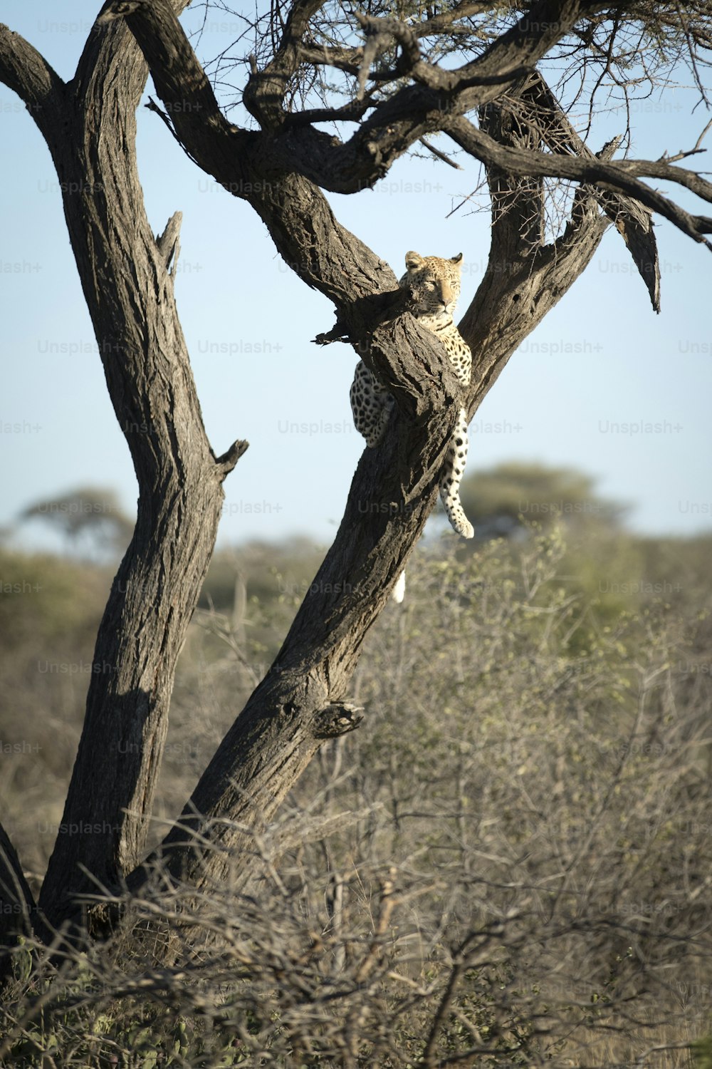 Leopardo em uma árvore