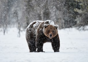 wunderschöner Braunbär, der in Finnland im Schnee spazieren geht, während er einen starken Schneefall absteigt