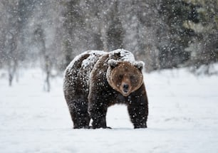 beautiful brown bear walking in the snow in Finland while descending a heavy snowfall