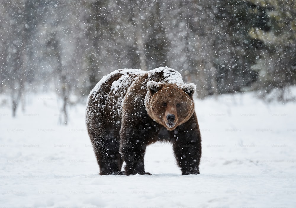 belo urso pardo andando na neve na Finlândia enquanto desce uma forte queda de neve